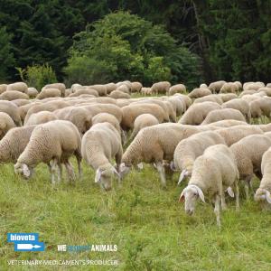 ŠTÁTNA VETERINÁRNA SPRÁVA ČR ROZŠÍRUJE PÁSMO KATARÁLNEJ HORÚČKY OVIEC NA CELÚ ČESKÚ REPUBLIKU